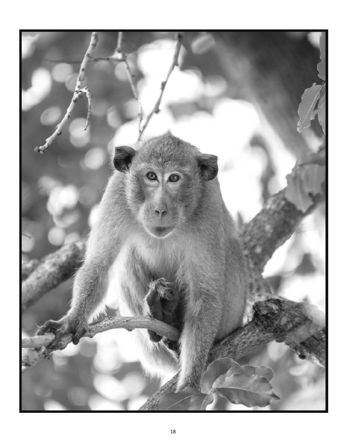 (Age 8+) Curious & Creative Curriculum - Monkey Doodle Fun-Schooling Journal