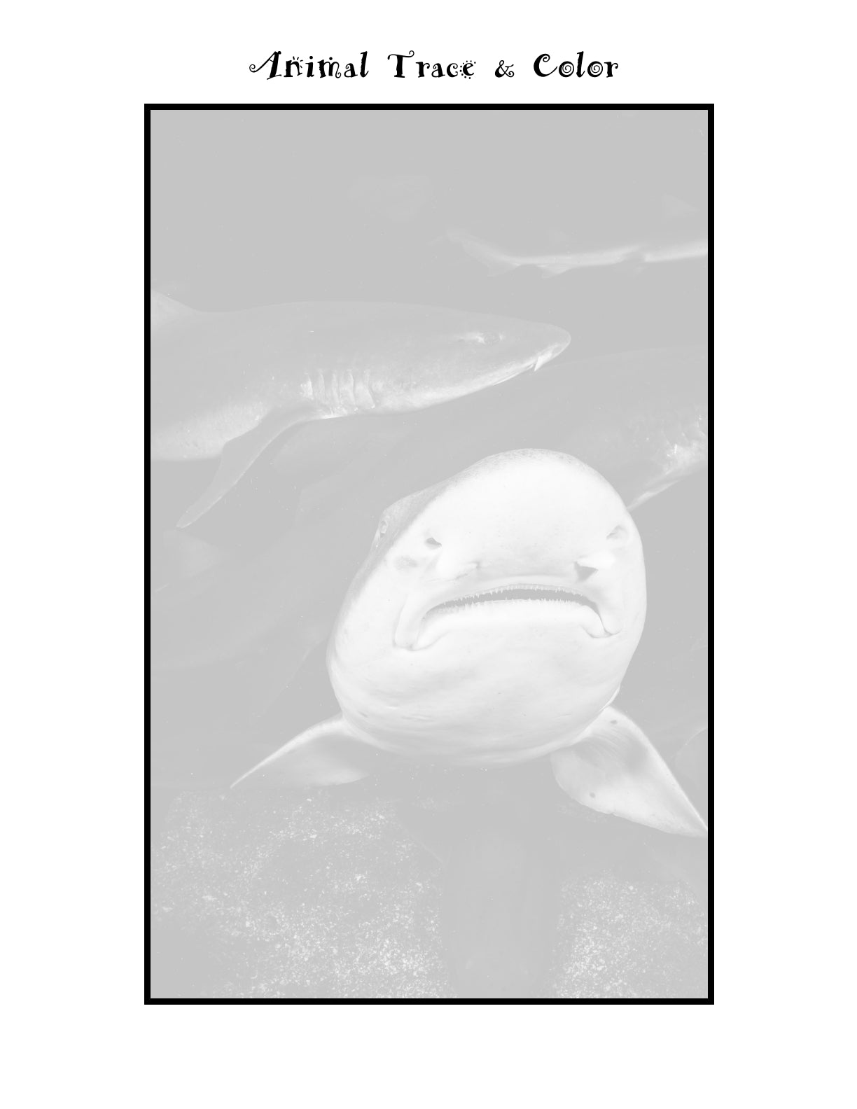 (Age 7+) All About Sharks - Fun-Schooling Journal