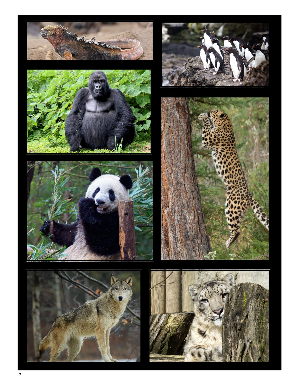 (Age 10+) All About Endangered Species - Science & Research Study Guide