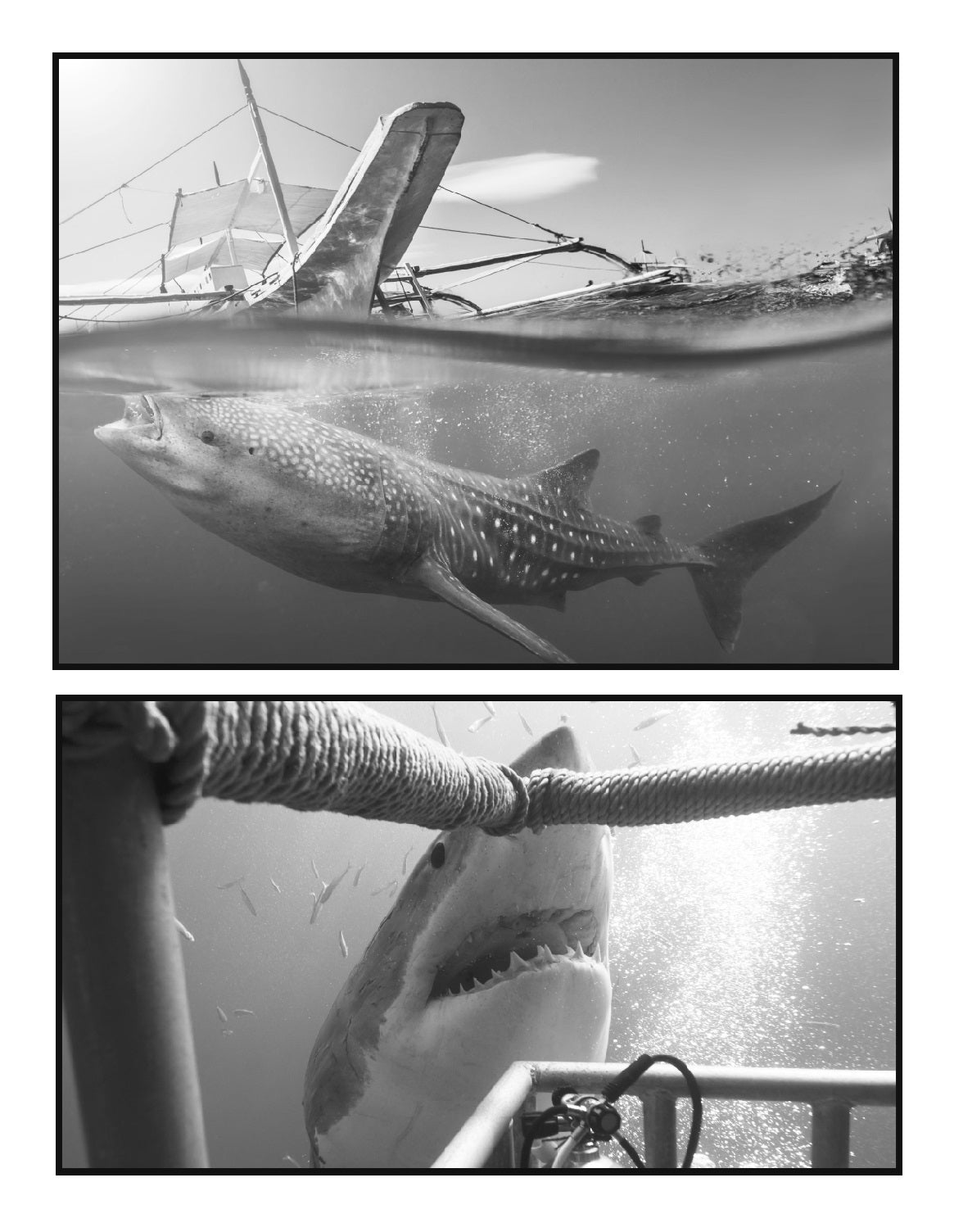 (Age 7+) All About Sharks - Fun-Schooling Journal