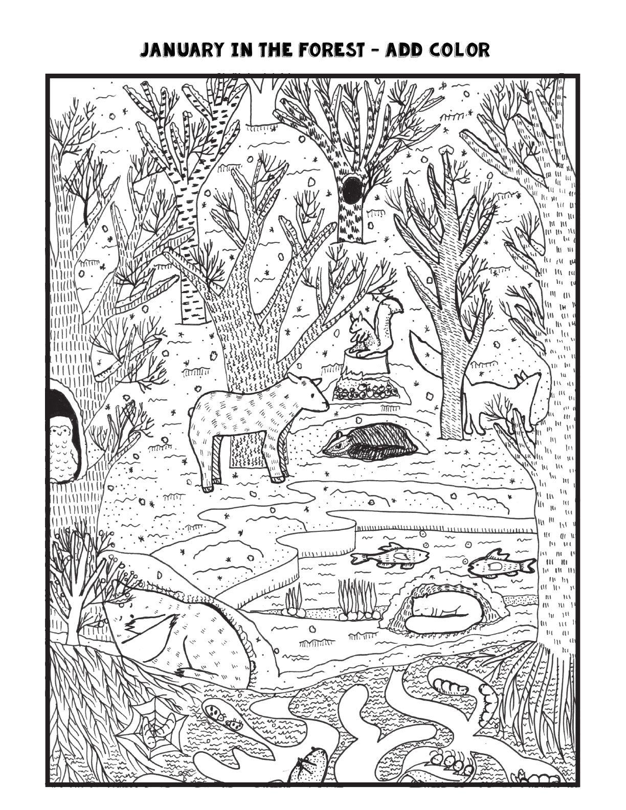 (Age 8+) 12 Months in the Forest