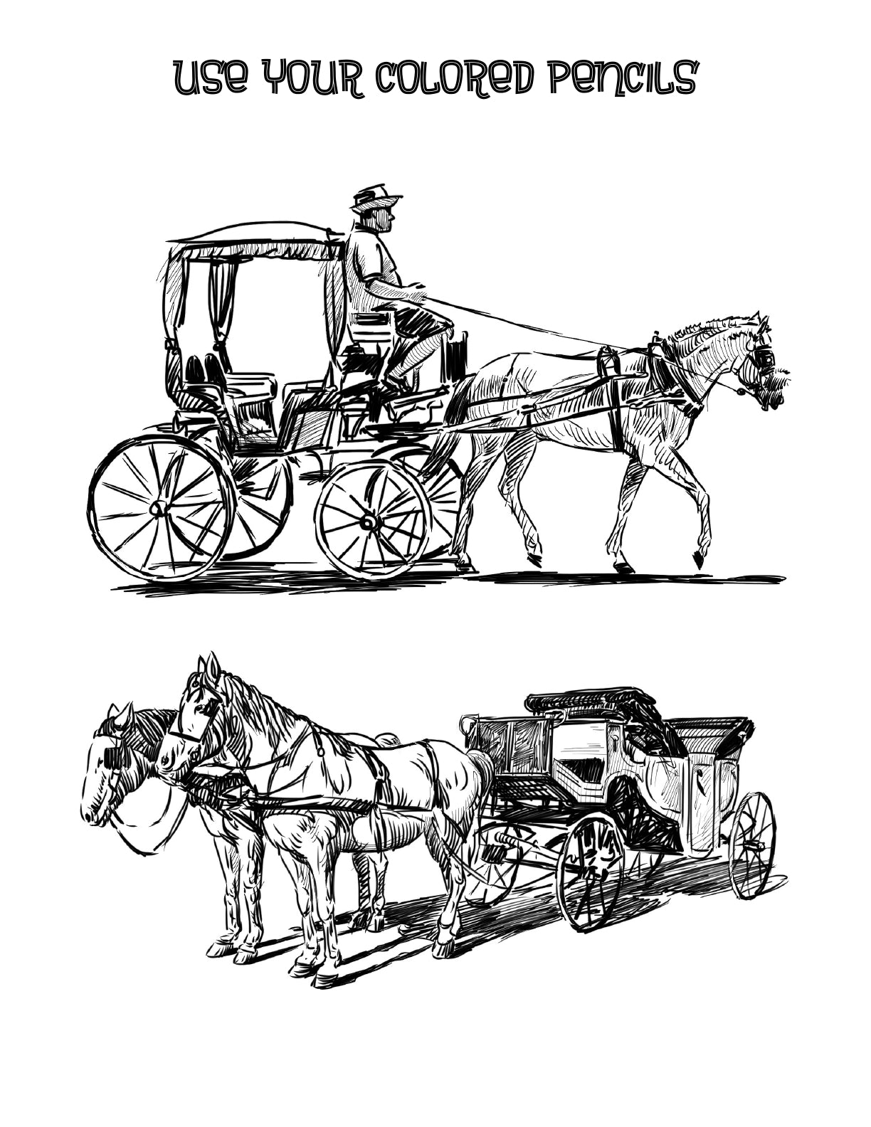 (Age 10+) All About Horses