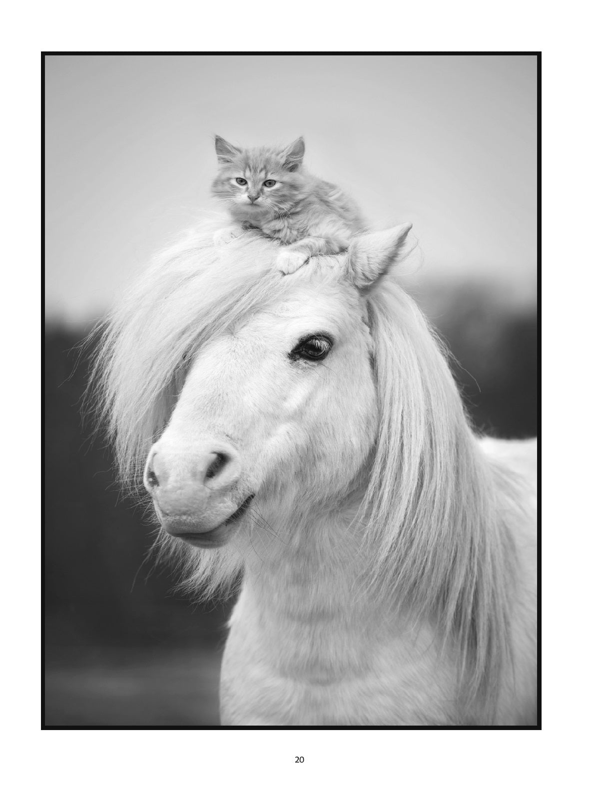 (Age 8+) All About Pets: Minecraft Fun-Schooling Journal