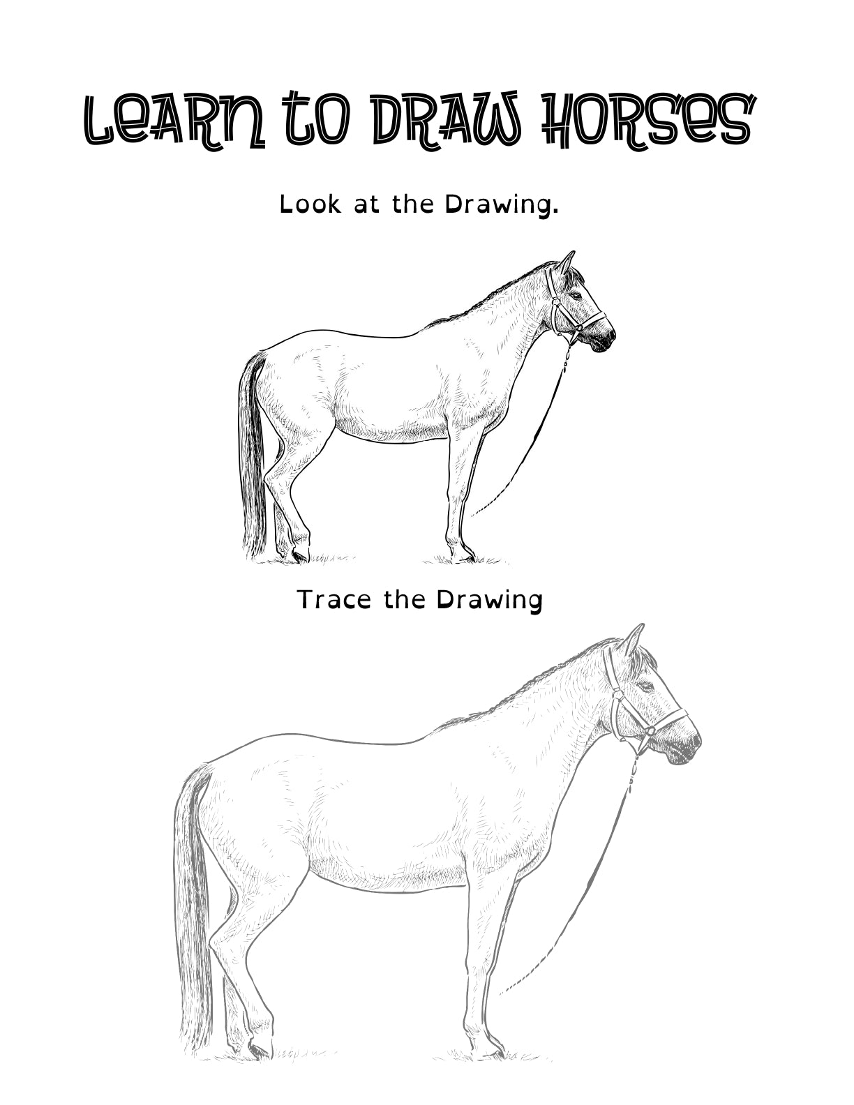 (Age 10+) All About Horses